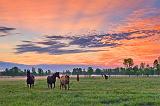 Friendly Horses At Sunrise_10254